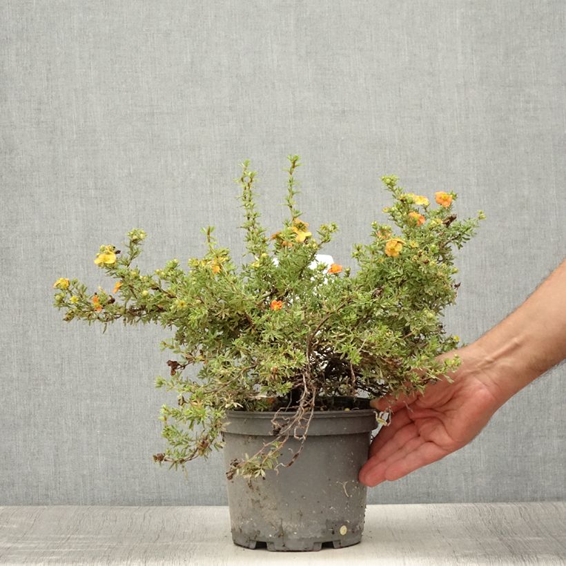 Amostra de Potentilla fruticosa Red Joker Vaso de 3 L/4 L tal como entregue no verão