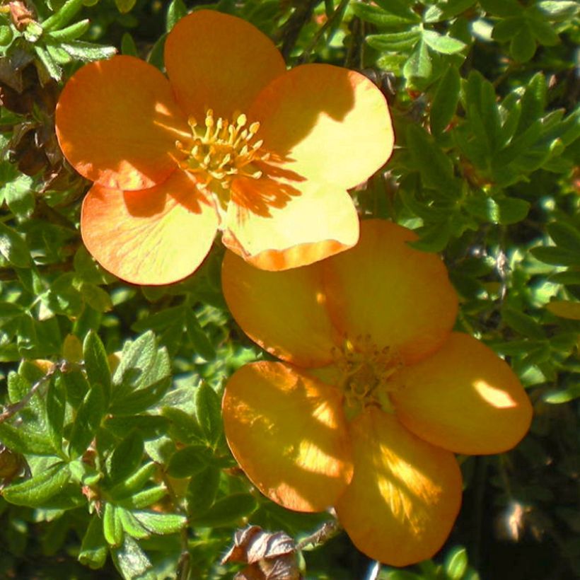 Potentilla fruticosa Solar'issima (Floração)