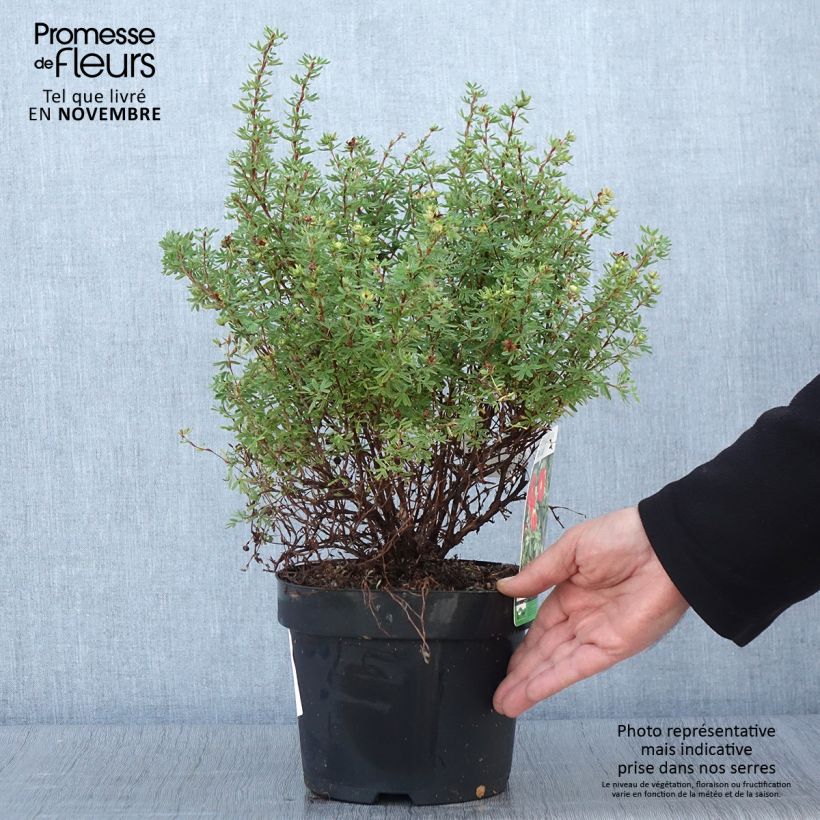 Amostra de Potentilla fruticosa Red Lady Vaso de 2 L/3 L tal como entregue no outono
