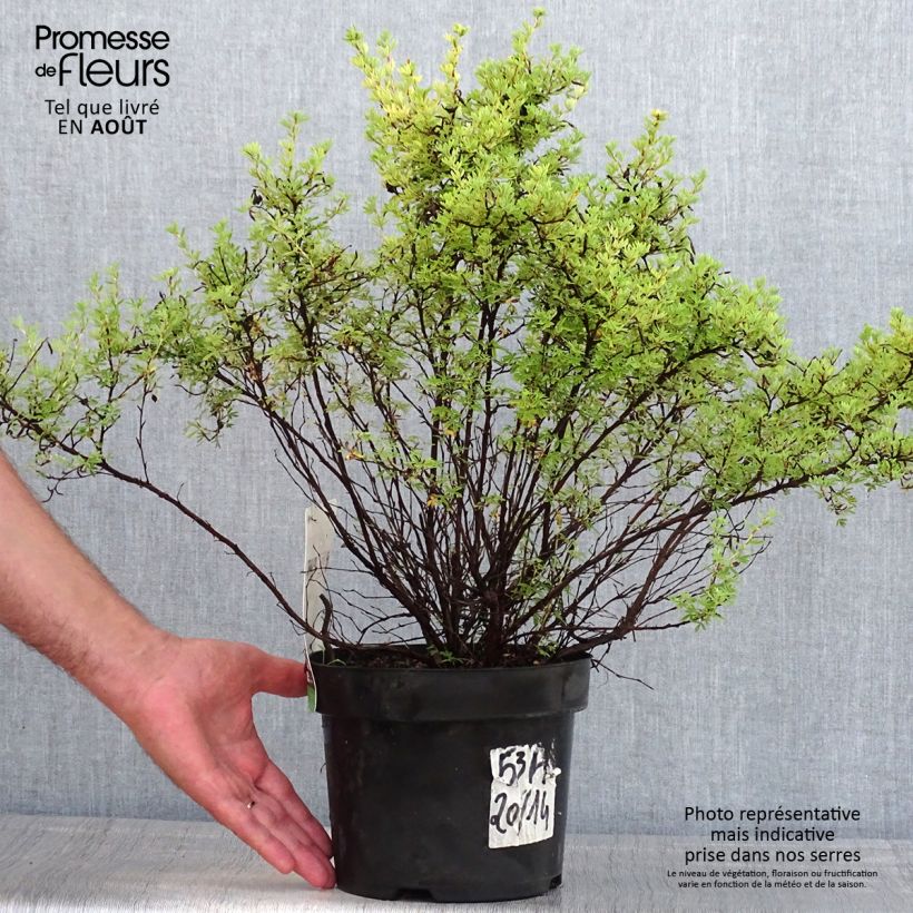 Amostra de Potentilla fruticosa Red Lady Vaso de 2 L/3 L tal como entregue no verão