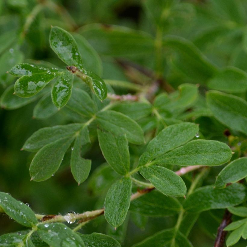 Potentilla fruticosa Abbotswood (Folhagem)