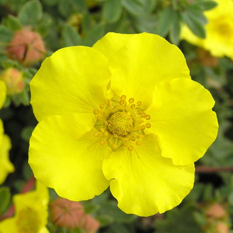 Potentilla fruticosa - Cinquefoil-arbustivo (Floração)