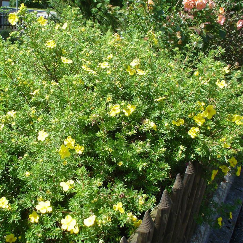 Potentilla fruticosa - Cinquefoil-arbustivo (Hábito)