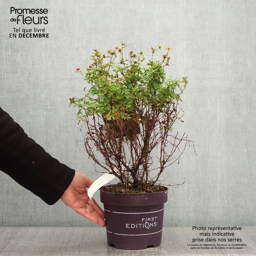 Amostra de Potentilla fruticosa Mandarin Tango Vaso de 2 L/3 L tal como entregue no outono