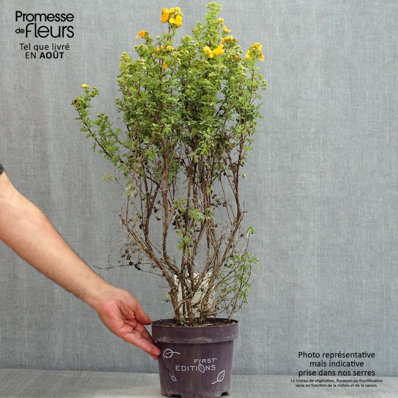 Amostra de Potentilla fruticosa Mandarin Tango Vaso de 2 L/3 L tal como entregue no verão