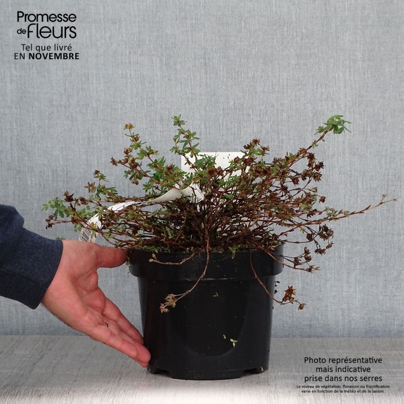 Amostra de Potentilla fruticosa Medicine Wheel Mountain Vaso de 2 L/3 L tal como entregue no outono