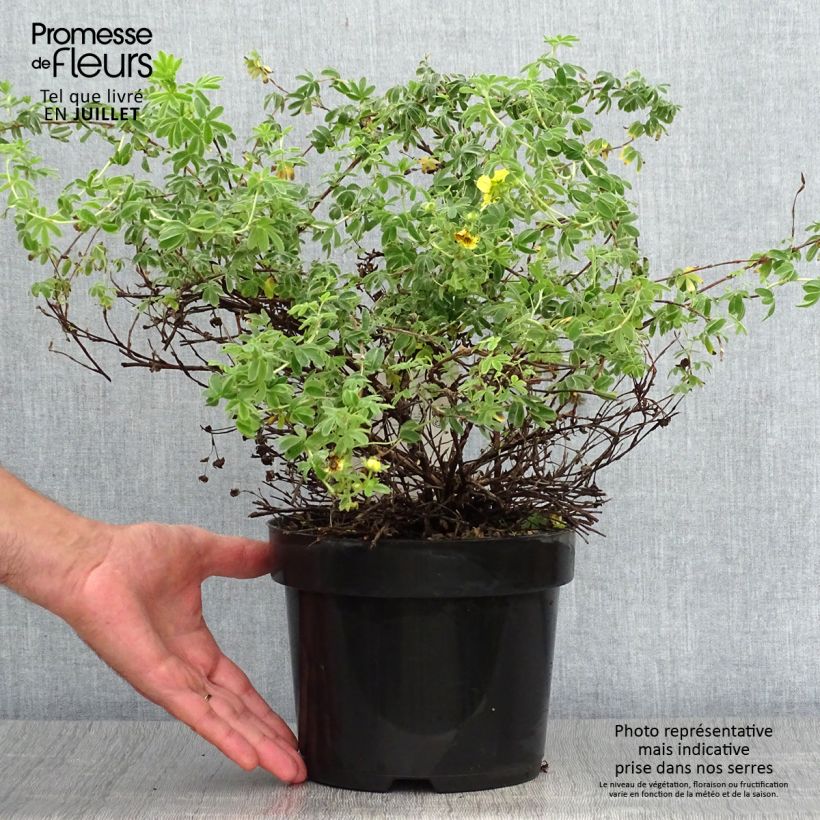 Amostra de Potentilla fruticosa Medicine Wheel Mountain Vaso de 2 L/3 L tal como entregue no verão