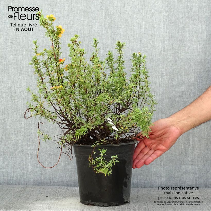 Amostra de Potentilla fruticosa Orangissima Vaso de 4 L/5 L tal como entregue no verão