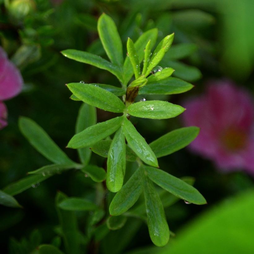 Potentilla fruticosa Pink Paradise (Folhagem)