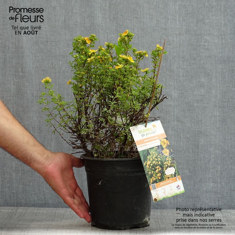Amostra de Potentilla fruticosa Solar'issima Vaso de 4 L/5 L tal como entregue no verão