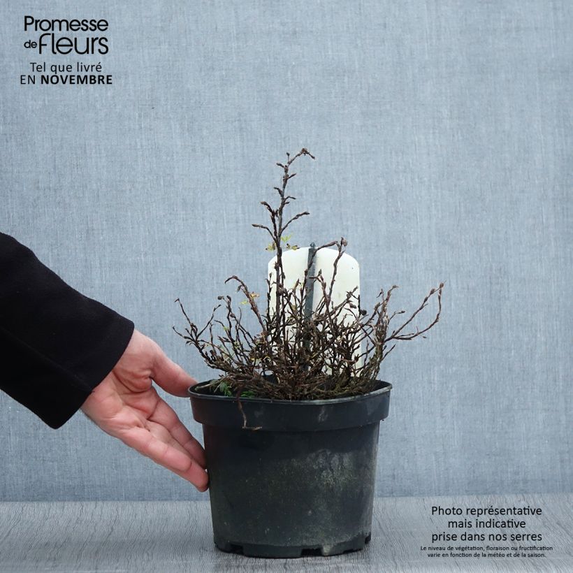 Amostra de Potentilla fruticosa Tilford Cream Vaso de 2 L/3 L tal como entregue no outono