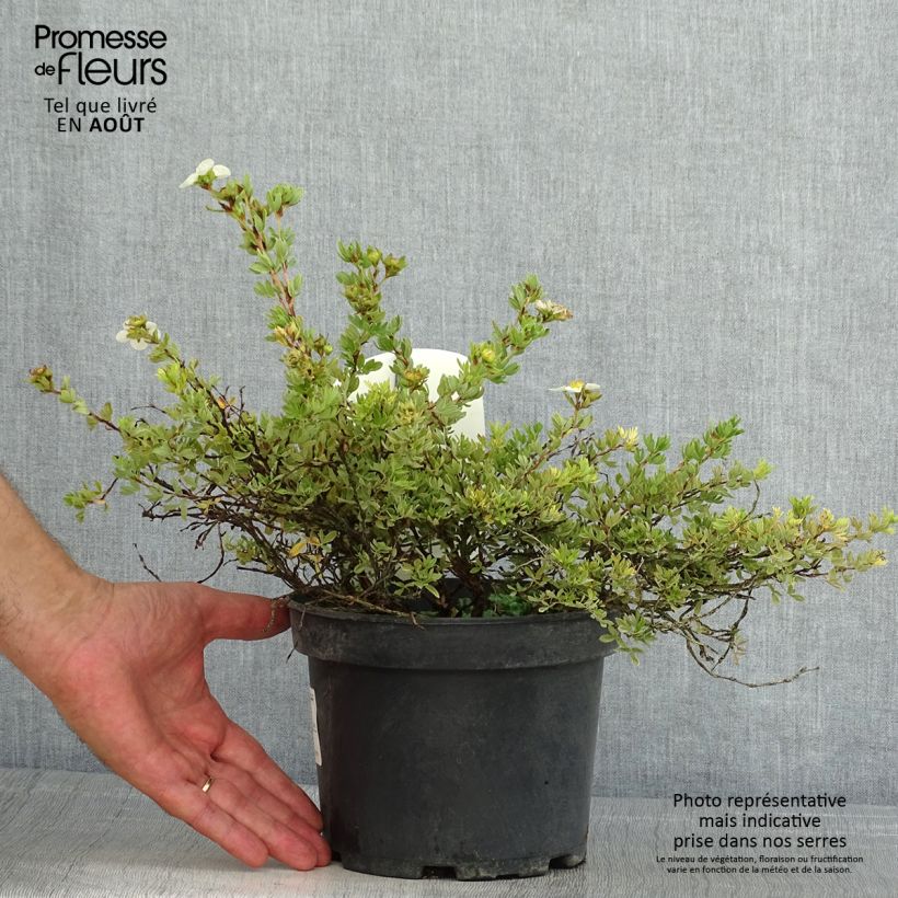 Amostra de Potentilla fruticosa Tilford Cream Vaso de 2 L/3 L tal como entregue no verão