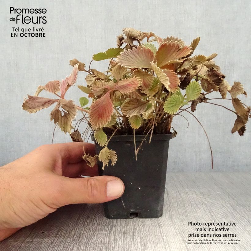 Amostra de Potentilla atrosanguinea Vaso de 8/9 cm tal como entregue no outono
