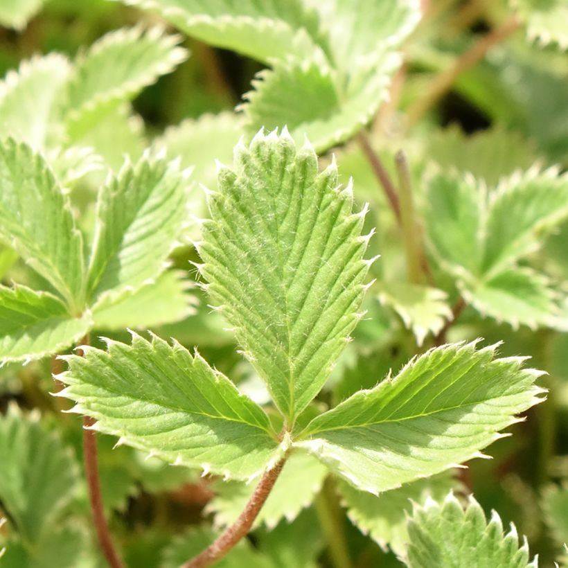 Potentilla atrosanguinea (Folhagem)