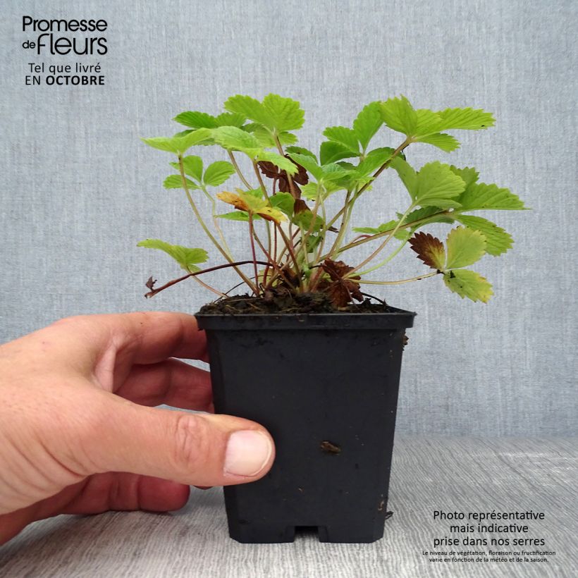 Amostra de Potentilla Gibson's Scarlet Vaso de 8/9 cm tal como entregue no outono