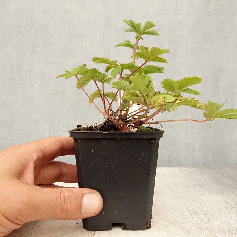 Amostra de Potentilla Gibson's Scarlet Vaso de 8/9 cm tal como entregue no verão
