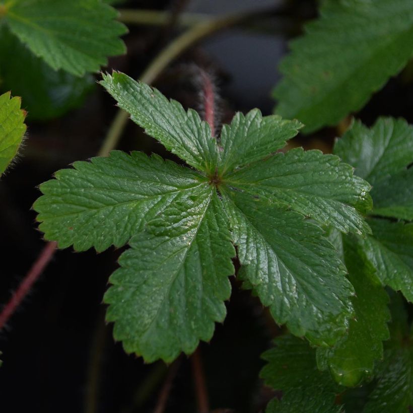 Potentilla hopwoodiana (Folhagem)