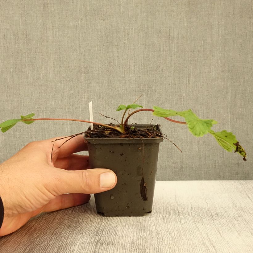 Amostra de Potentilla hopwoodiana Vaso de 8/9 cm tal como entregue no outono