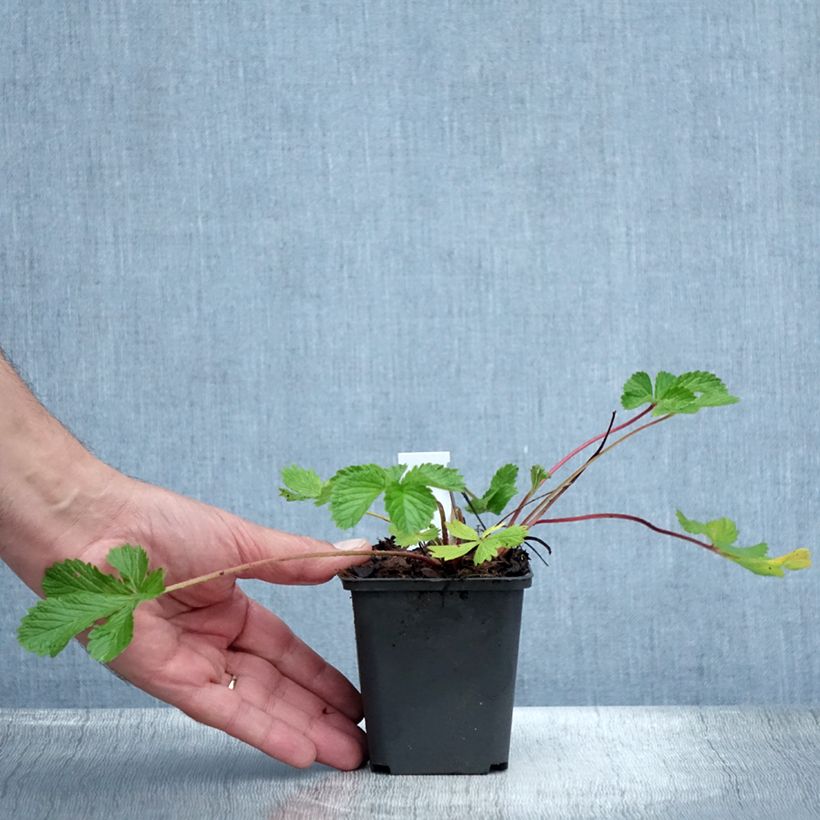 Amostra de Potentilla hopwoodiana Vaso de 8/9 cm tal como entregue no verão