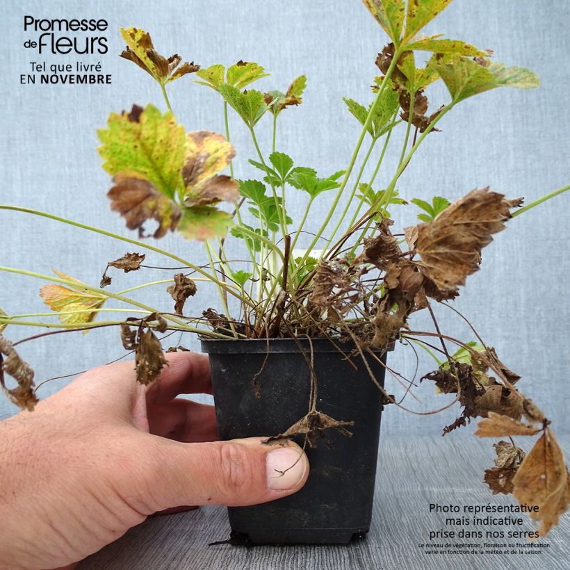 Amostra de Potentille vivace - Potentilla tonguei Godet de 8/9 cm tal como entregue no outono