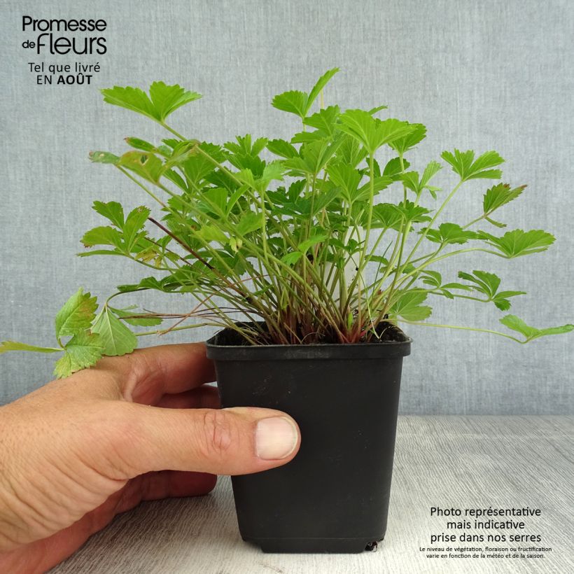Amostra de Potentilla tonguei Vaso de 8/9 cm tal como entregue no verão