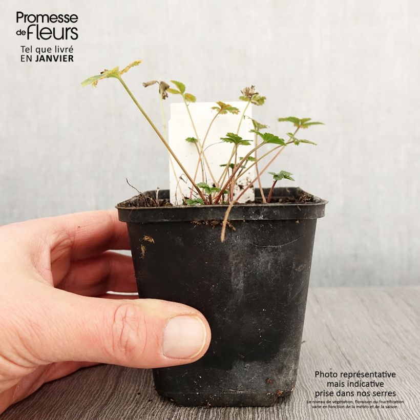 Amostra de Potentille vivace - Potentilla tonguei Godet de 8/9 cm tal como entregue no inverno