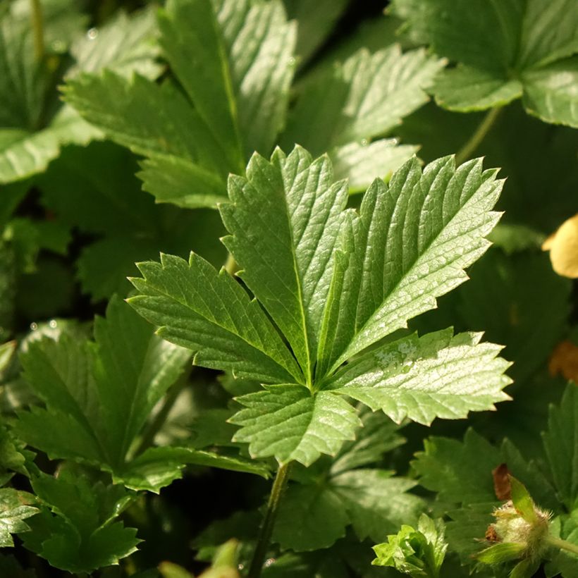 Potentilla tonguei (Folhagem)