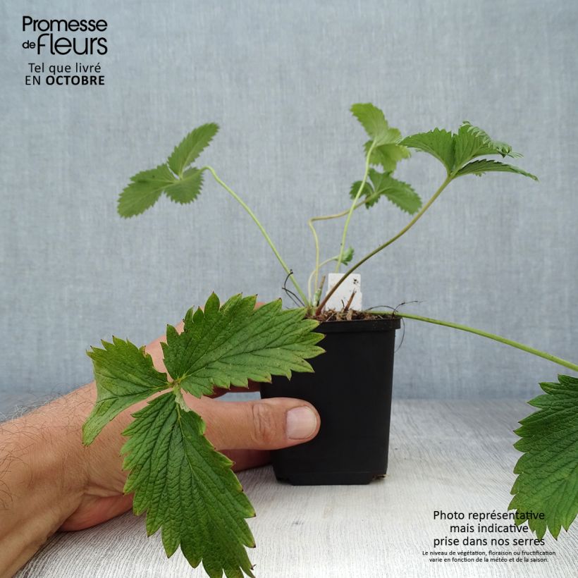 Amostra de Potentilla William Rollison Vaso de 8/9 cm tal como entregue no outono