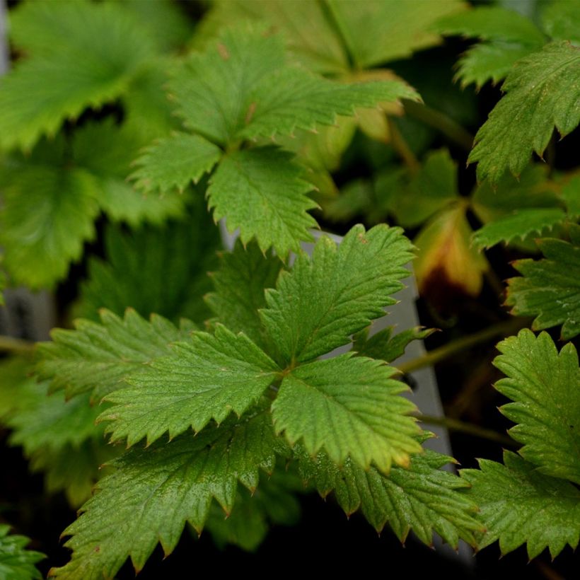 Potentilla Yellow Queen (Folhagem)