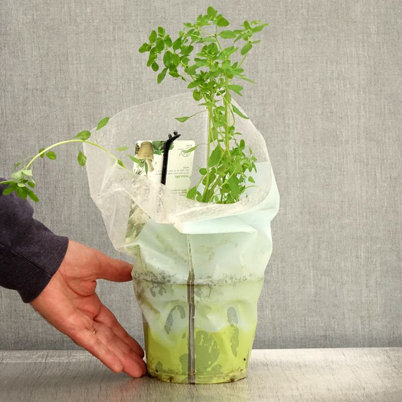 Amostra de Beldroega verde / comum Vaso de 1,5 L/2 L tal como entregue no outono