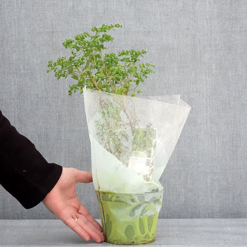 Amostra de Pourpier vert ou commun - Portulaca oleracea Pot de 1,5L/2L tal como entregue no inverno