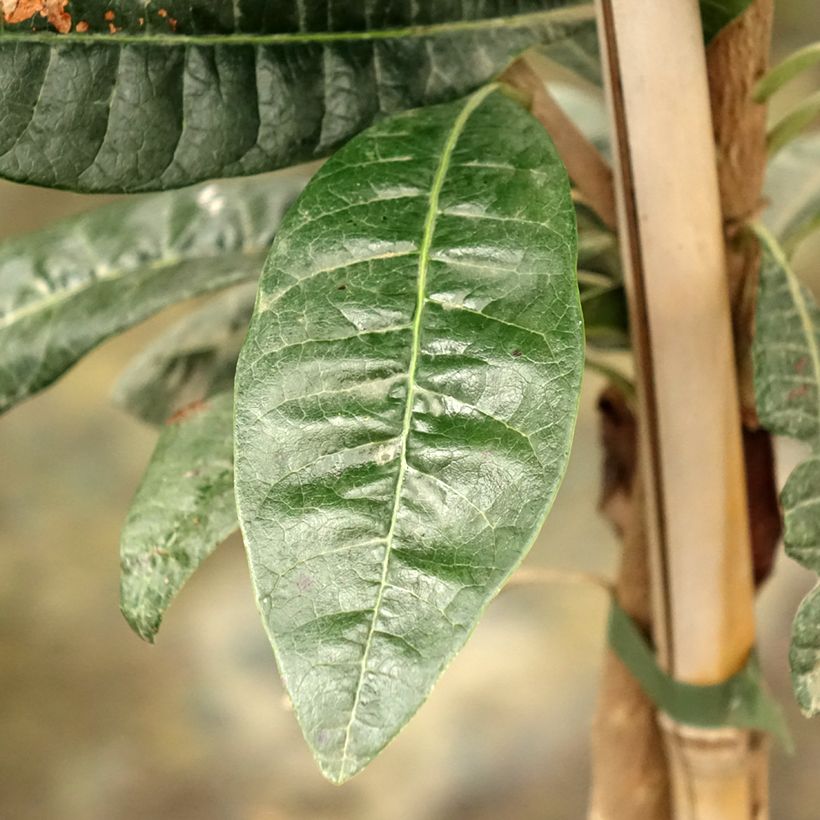 Lúcuma - Pouteria obovata (Folhagem)