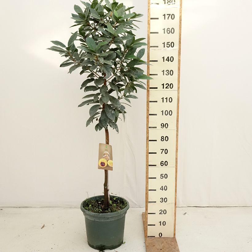 Amostra de Lúcuma - Pouteria obovata Vaso de 20 L/25 L tal como entregue no outono