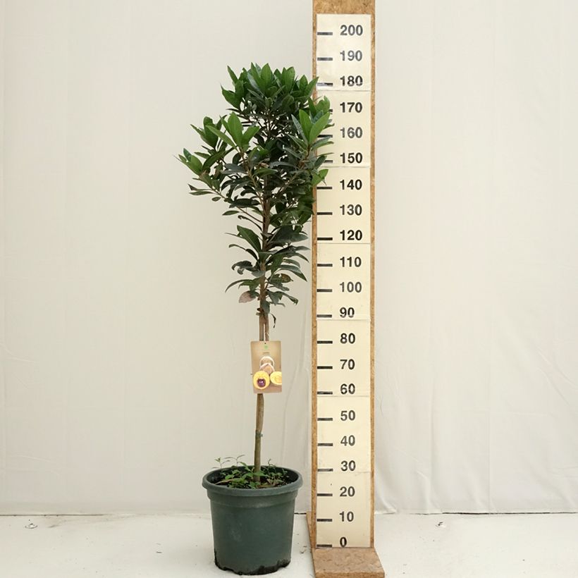 Amostra de Lúcuma - Pouteria obovata Vaso de 20 L/25 L tal como entregue no verão