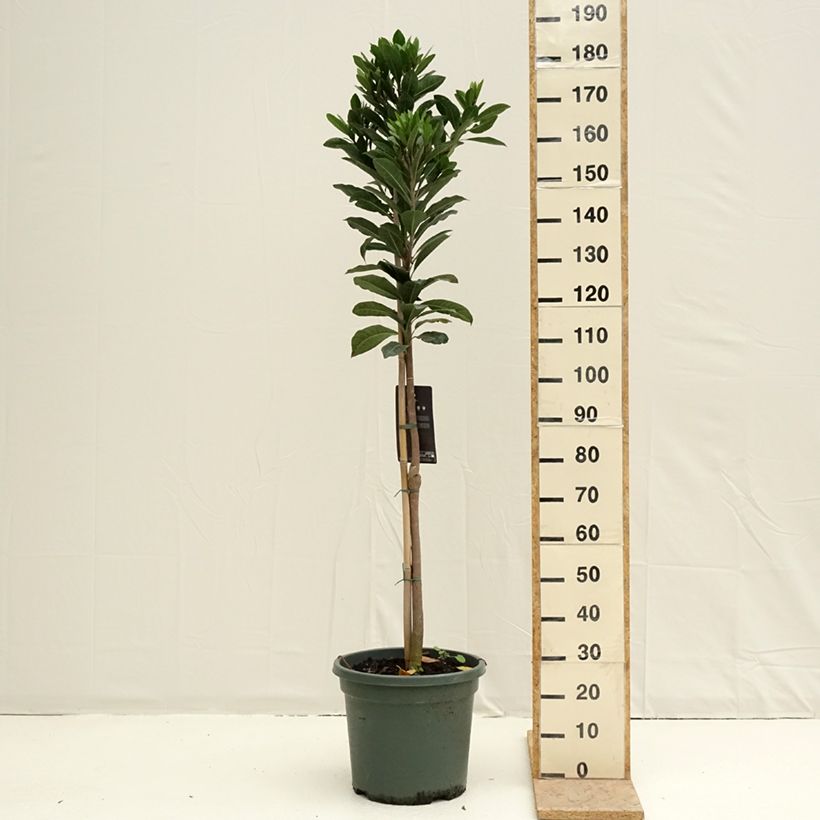 Amostra de Pouteria obovata - Lucuma, Lucumo Pot de 20L/25L tal como entregue na primavera