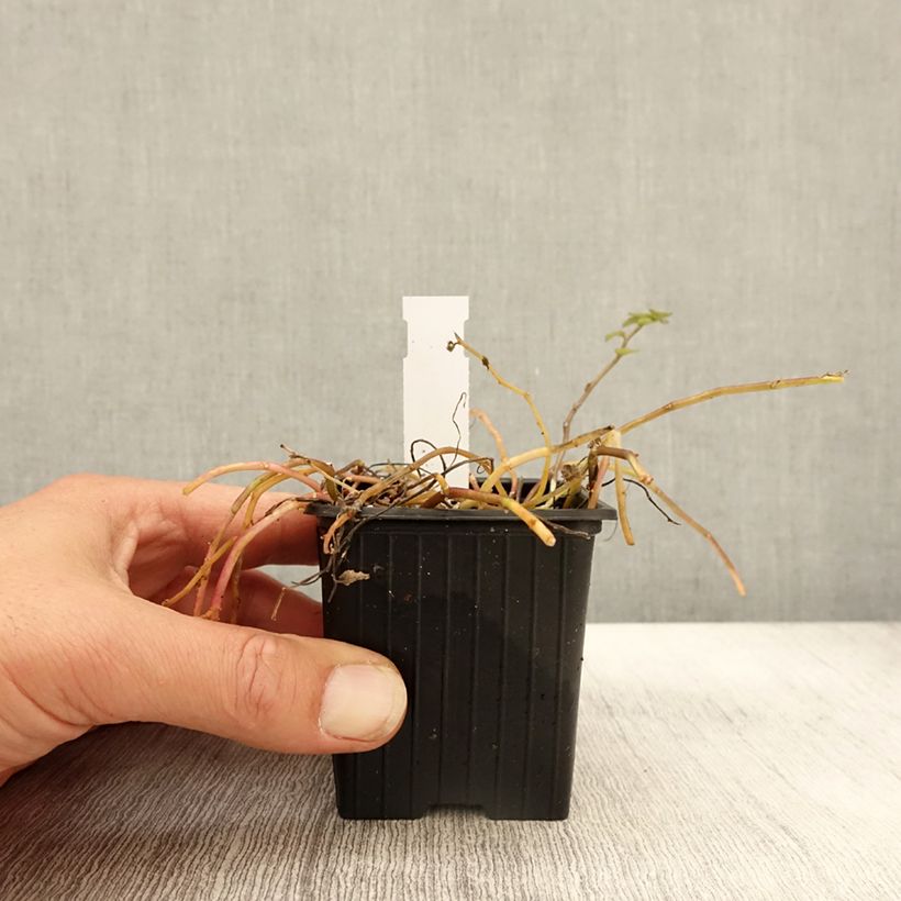 Amostra de Pratia pedunculata Alba Vaso de 8/9 cm tal como entregue no outono