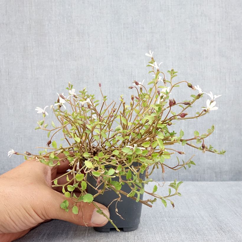 Amostra de Pratia pedunculata Alba Vaso de 8/9 cm tal como entregue no verão