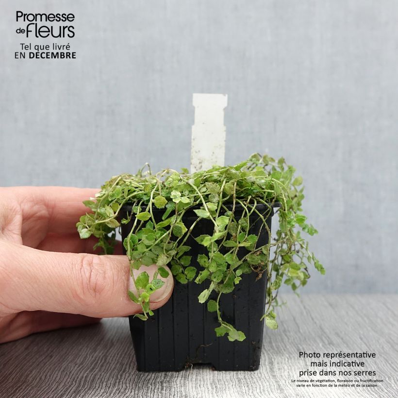 Amostra de Pratia pedunculata Alba Godet de 8/9 cm tal como entregue no inverno