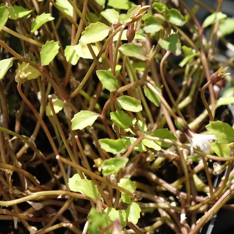 Pratia pedunculata Alba (Folhagem)