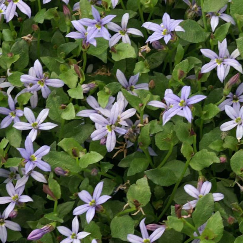 Pratia pedunculata County Park (Folhagem)
