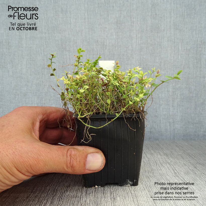 Amostra de Pratia pedunculata County Park Vaso de 8/9 cm tal como entregue no outono