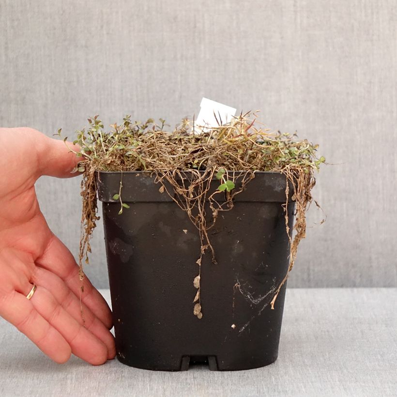 Amostra de Pratia pedunculata County Park Vaso de 2 L/3 L tal como entregue no inverno