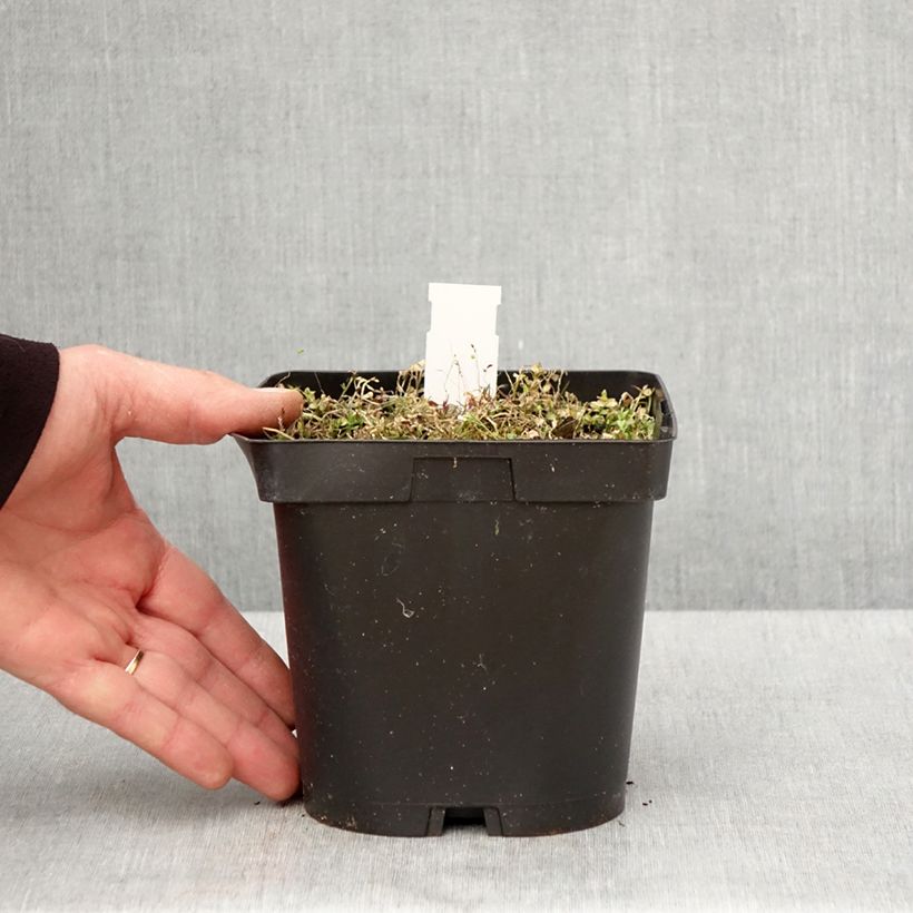 Amostra de Pratia pedunculata County Park Vaso de 2 L/3 L tal como entregue na primavera