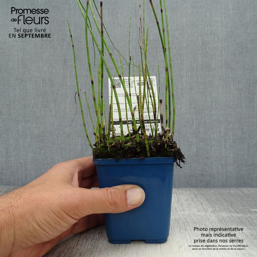 Amostra de Equisetum fluviatile Vaso de 8/9 cm tal como entregue no outono
