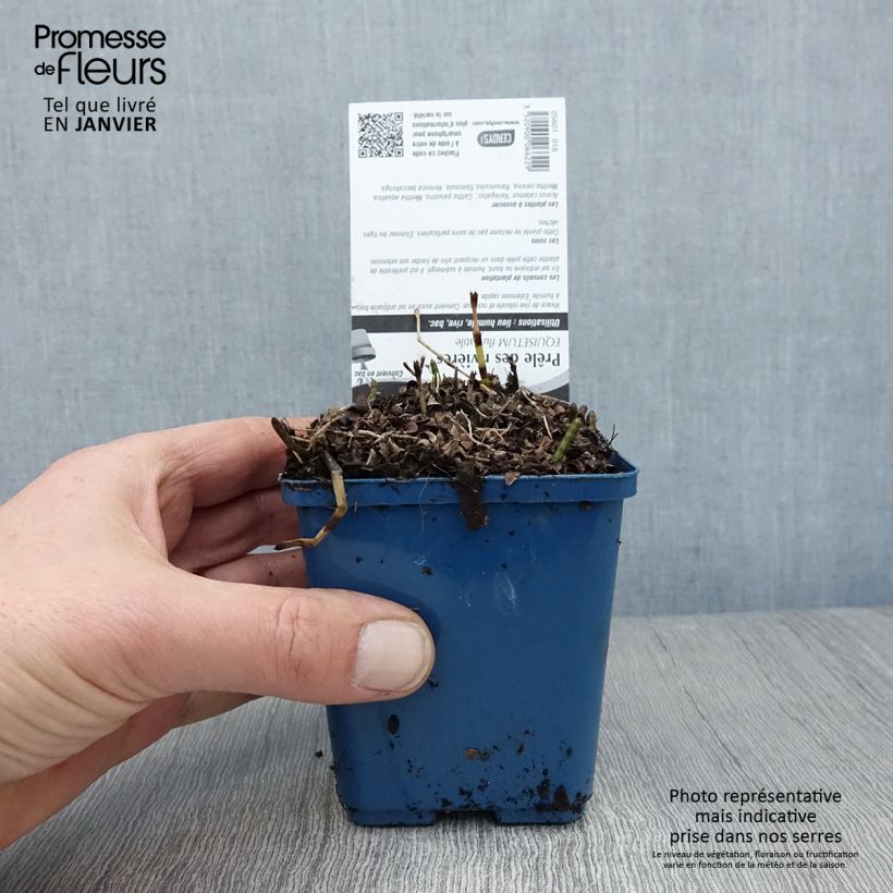 Amostra de Equisetum fluviatile Vaso de 8/9 cm tal como entregue no inverno