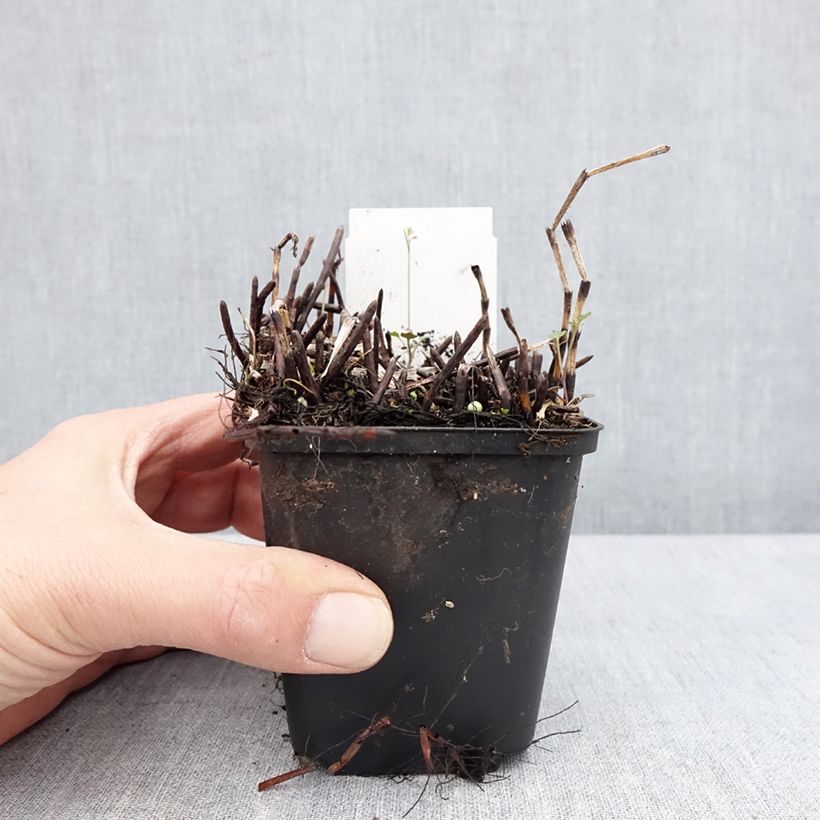 Amostra de Equisetum fluviatile Vaso de 8/9 cm tal como entregue na primavera