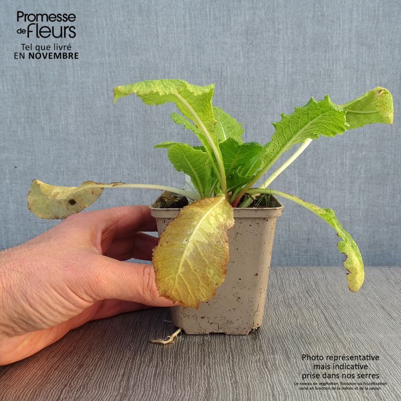 Amostra de Primula pulverulenta Vaso de 8/9 cm tal como entregue no outono