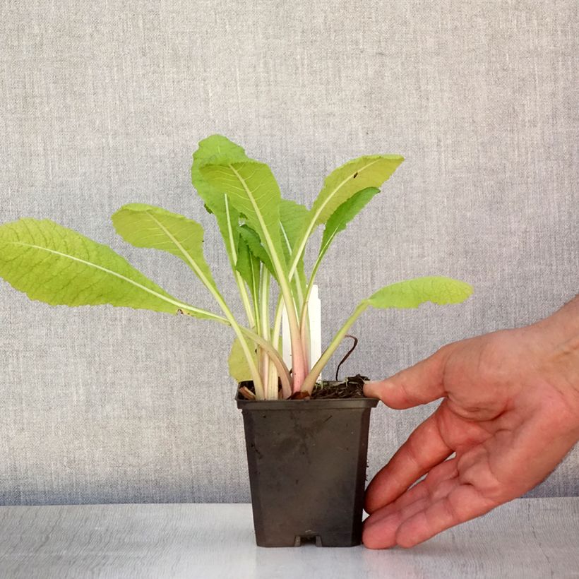 Amostra de Primula pulverulenta Vaso de 8/9 cm tal como entregue no verão