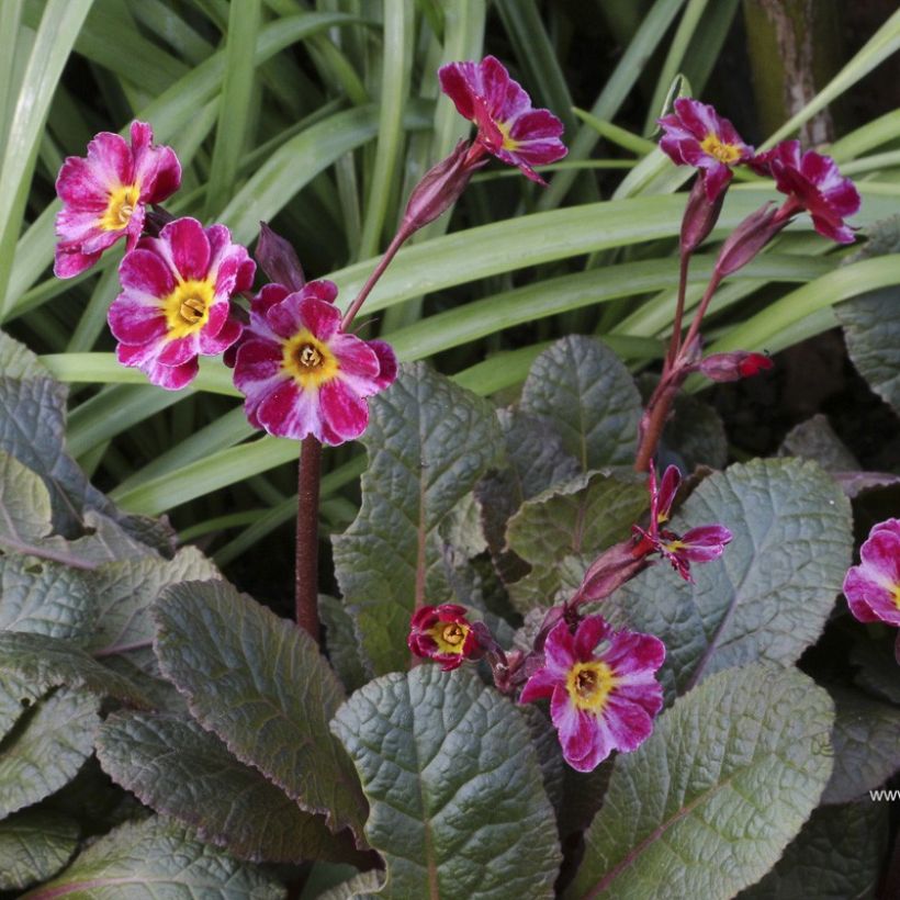 Primula polyanthus Dark Rosaleen (Floração)