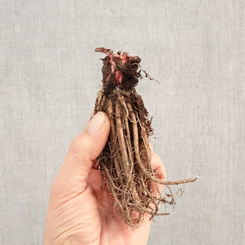 Amostra de Prímula japonica Millers Crimson Raízes nuas tal como entregue no inverno